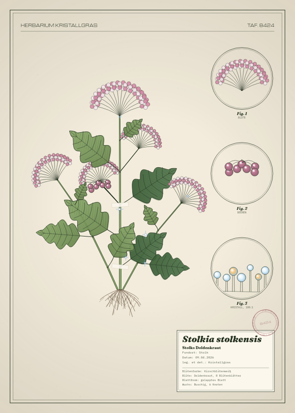 Botanische Tafel: Stolkia stolkensis, eine erfundene Pflanze aus Stolk, gezeichnet wie in einem alten Pflanzenatlas