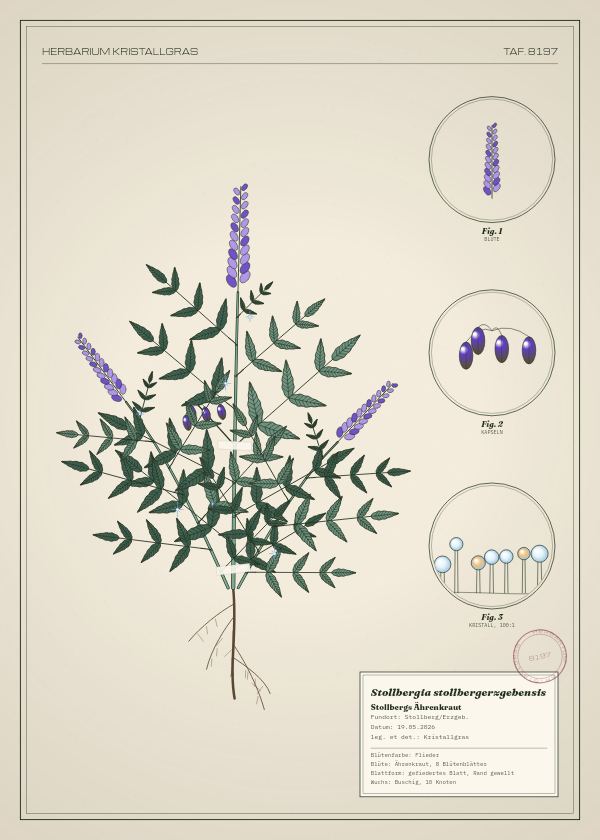 Botanische Tafel: Stollbergia stollbergerzgebensis, eine erfundene Pflanze aus Stollberg/Erzgeb., gezeichnet wie in einem alten Pflanzenatlas
