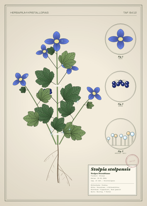 Botanische Tafel: Stolpia stolpensis, eine erfundene Pflanze aus Stolpe, gezeichnet wie in einem alten Pflanzenatlas
