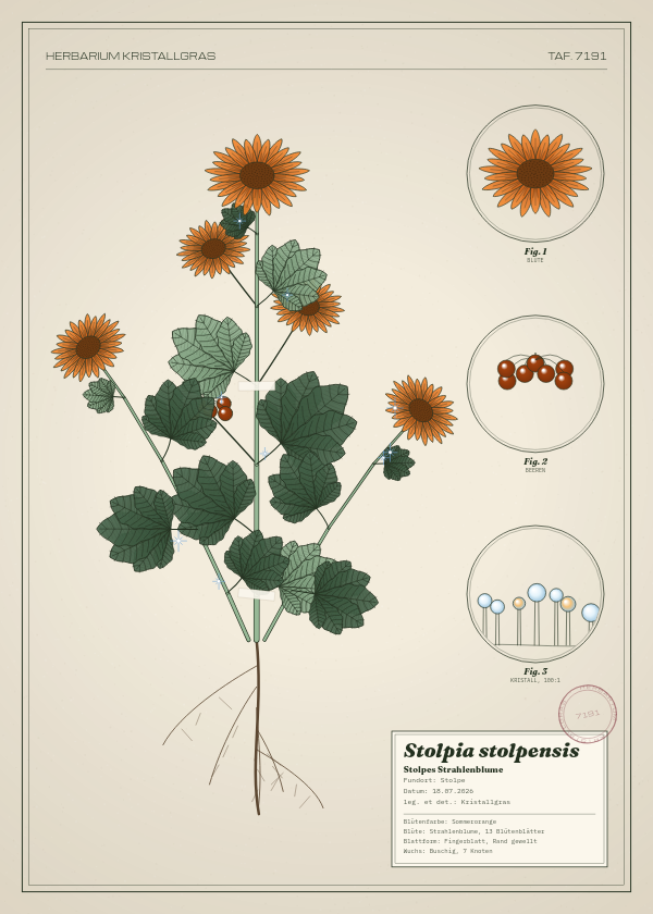 Botanische Tafel: Stolpia stolpensis, eine erfundene Pflanze aus Stolpe, gezeichnet wie in einem alten Pflanzenatlas