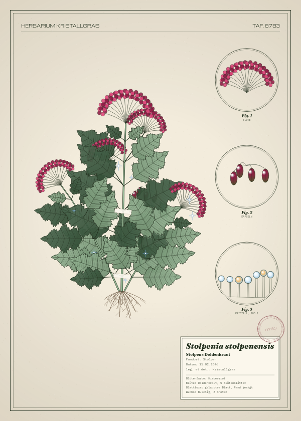 Botanische Tafel: Stolpenia stolpenensis, eine erfundene Pflanze aus Stolpen, gezeichnet wie in einem alten Pflanzenatlas