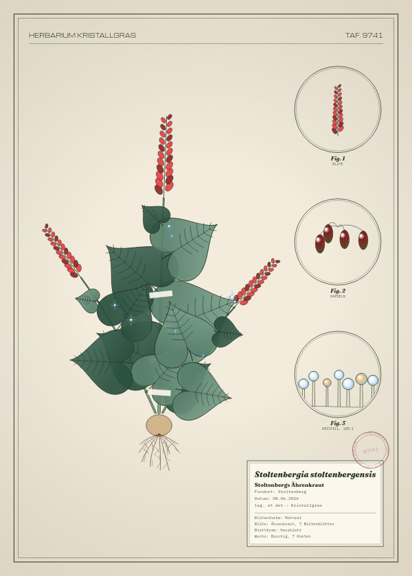 Botanische Tafel: Stoltenbergia stoltenbergensis, eine erfundene Pflanze aus Stoltenberg, gezeichnet wie in einem alten Pflanzenatlas