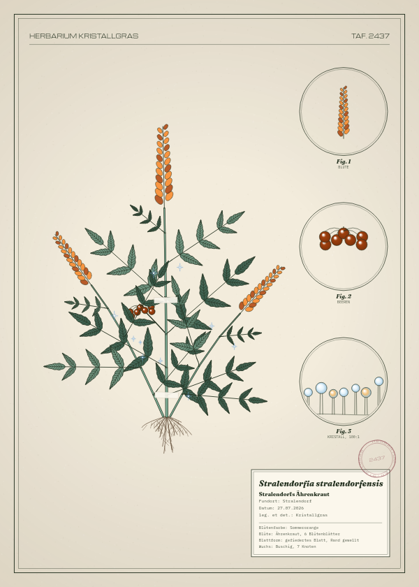 Botanische Tafel: Stralendorfia stralendorfensis, eine erfundene Pflanze aus Stralendorf, gezeichnet wie in einem alten Pflanzenatlas