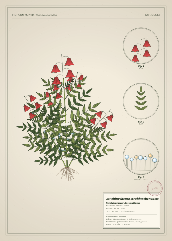 Botanische Tafel: Strohkirchenia strohkirchenensis, eine erfundene Pflanze aus Strohkirchen, gezeichnet wie in einem alten Pflanzenatlas