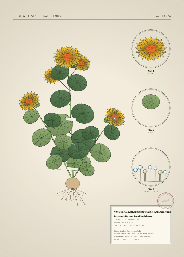 Botanische Tafel: Struvenhuettenia struvenhuettenensis, eine erfundene Pflanze aus Struvenhütten, gezeichnet wie in einem alten Pflanzenatlas