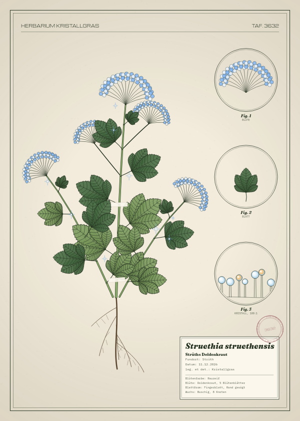 Botanische Tafel: Struethia struethensis, eine erfundene Pflanze aus Strüth, gezeichnet wie in einem alten Pflanzenatlas