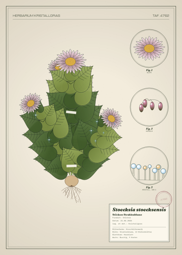 Botanische Tafel: Stoecksia stoecksensis, eine erfundene Pflanze aus Stöckse, gezeichnet wie in einem alten Pflanzenatlas