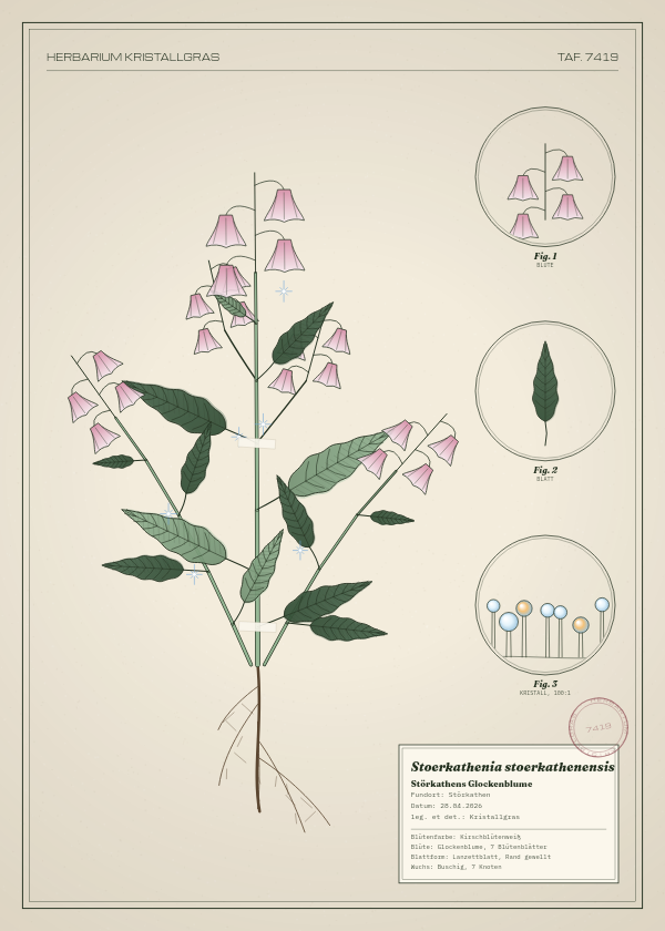 Botanische Tafel: Stoerkathenia stoerkathenensis, eine erfundene Pflanze aus Störkathen, gezeichnet wie in einem alten Pflanzenatlas