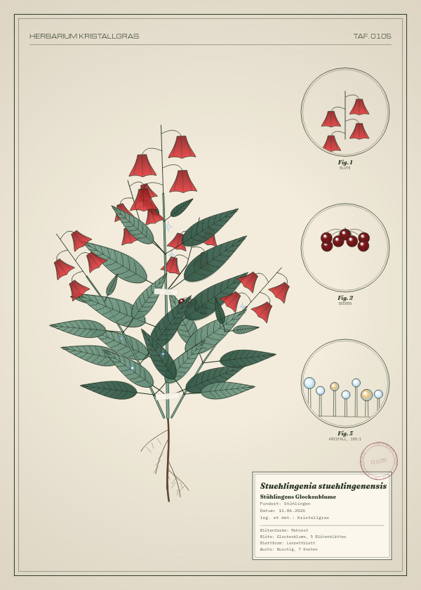 Botanische Tafel: Stuehlingenia stuehlingenensis, eine erfundene Pflanze aus Stühlingen, gezeichnet wie in einem alten Pflanzenatlas