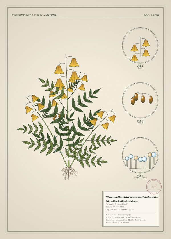 Botanische Tafel: Stuerzelbachia stuerzelbachensis, eine erfundene Pflanze aus Stürzelbach, gezeichnet wie in einem alten Pflanzenatlas