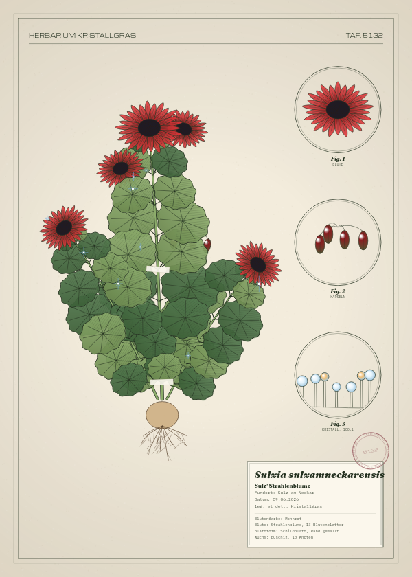 Botanische Tafel: Sulzia sulzamneckarensis, eine erfundene Pflanze aus Sulz am Neckar, gezeichnet wie in einem alten Pflanzenatlas