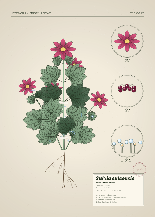 Botanische Tafel: Sulzia sulzensis, eine erfundene Pflanze aus Sulza, gezeichnet wie in einem alten Pflanzenatlas