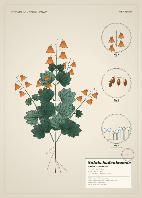 Botanische Tafel: Sulzia badsulzensis, eine erfundene Pflanze aus Bad Sulza, gezeichnet wie in einem alten Pflanzenatlas