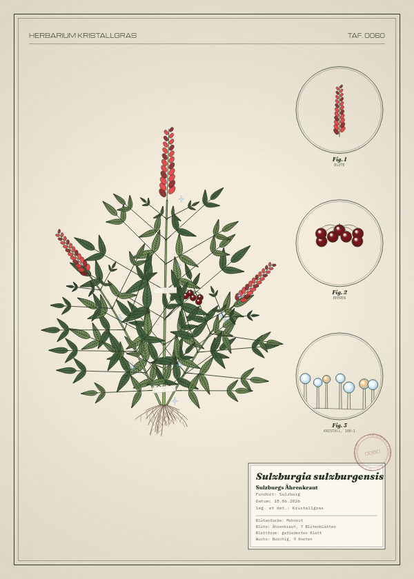 Botanische Tafel: Sulzburgia sulzburgensis, eine erfundene Pflanze aus Sulzburg, gezeichnet wie in einem alten Pflanzenatlas