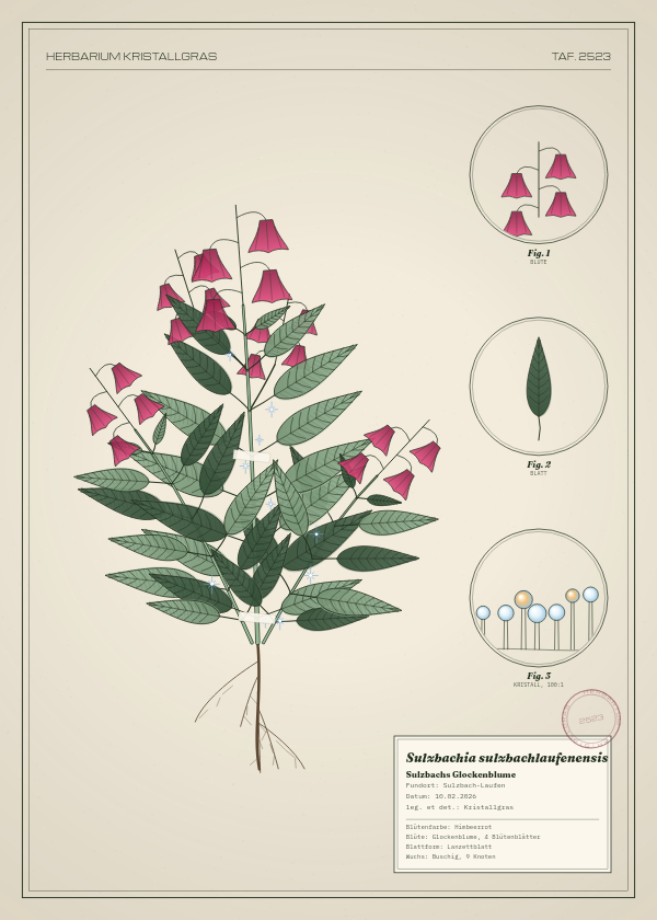 Botanische Tafel: Sulzbachia sulzbachlaufenensis, eine erfundene Pflanze aus Sulzbach-Laufen, gezeichnet wie in einem alten Pflanzenatlas
