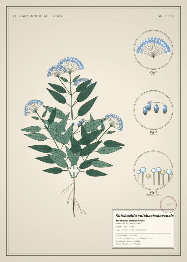 Botanische Tafel: Sulzbachia sulzbachsaarensis, eine erfundene Pflanze aus Sulzbach/Saar, gezeichnet wie in einem alten Pflanzenatlas
