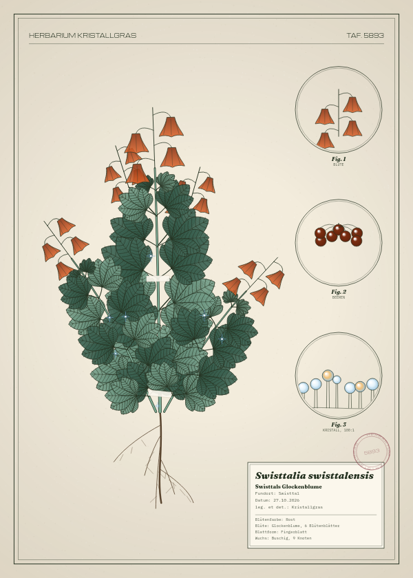 Botanische Tafel: Swisttalia swisttalensis, eine erfundene Pflanze aus Swisttal, gezeichnet wie in einem alten Pflanzenatlas