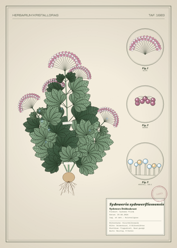 Botanische Tafel: Sydoweria sydowerfliessensis, eine erfundene Pflanze aus Sydower Fließ, gezeichnet wie in einem alten Pflanzenatlas