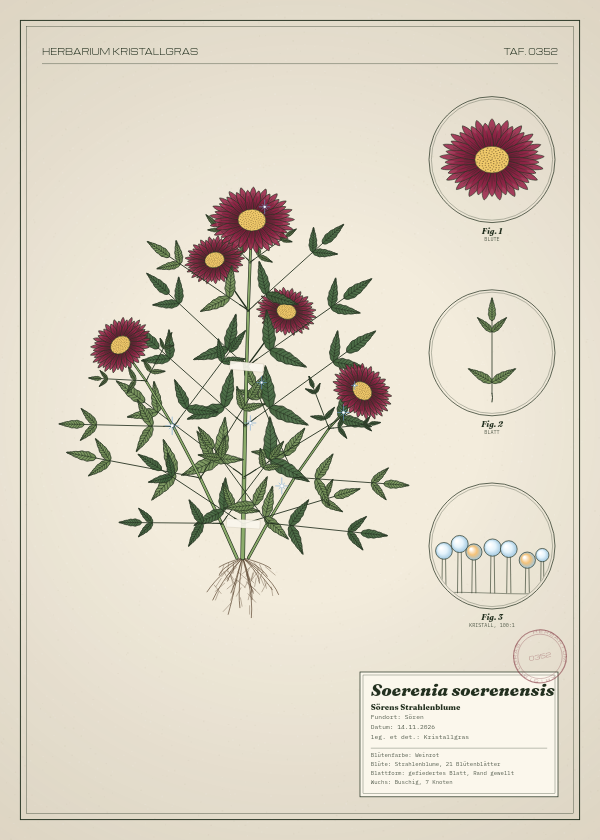 Botanische Tafel: Soerenia soerenensis, eine erfundene Pflanze aus Sören, gezeichnet wie in einem alten Pflanzenatlas