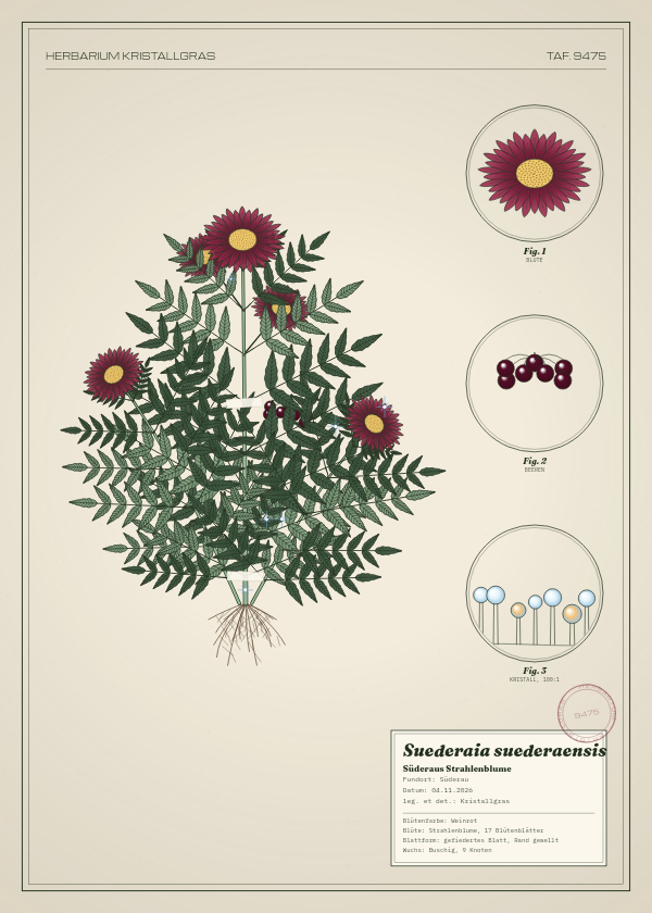 Botanische Tafel: Suederaia suederaensis, eine erfundene Pflanze aus Süderau, gezeichnet wie in einem alten Pflanzenatlas