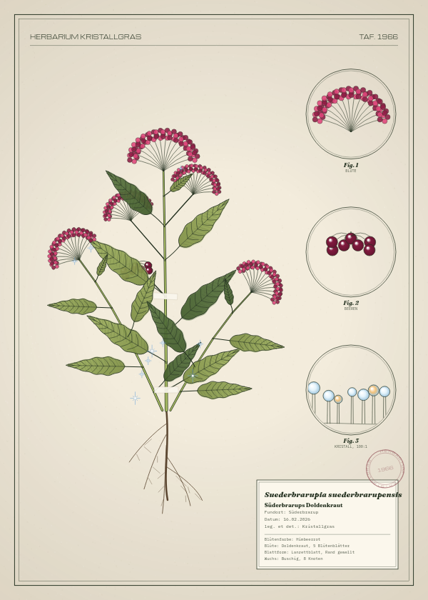 Botanische Tafel: Suederbrarupia suederbrarupensis, eine erfundene Pflanze aus Süderbrarup, gezeichnet wie in einem alten Pflanzenatlas