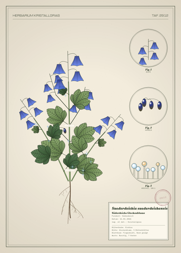 Botanische Tafel: Suederdeichia suederdeichensis, eine erfundene Pflanze aus Süderdeich, gezeichnet wie in einem alten Pflanzenatlas