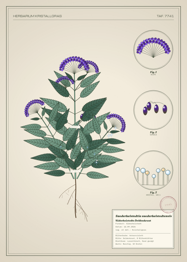Botanische Tafel: Suederheistedtia suederheistedtensis, eine erfundene Pflanze aus Süderheistedt, gezeichnet wie in einem alten Pflanzenatlas