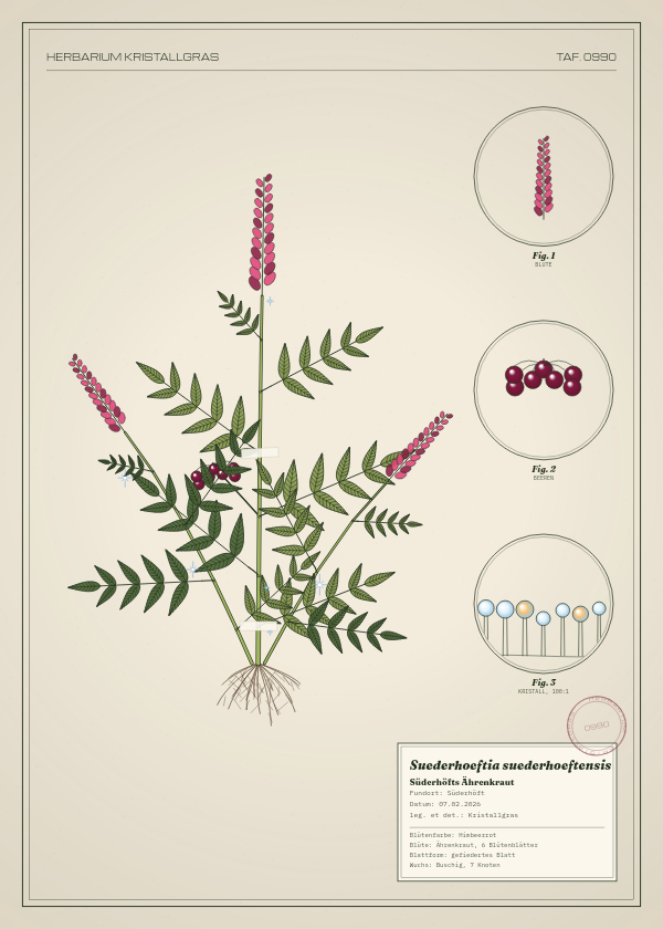 Botanische Tafel: Suederhoeftia suederhoeftensis, eine erfundene Pflanze aus Süderhöft, gezeichnet wie in einem alten Pflanzenatlas