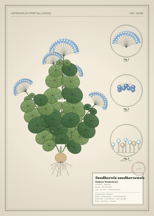 Botanische Tafel: Suedharzia suedharzensis, eine erfundene Pflanze aus Südharz, gezeichnet wie in einem alten Pflanzenatlas