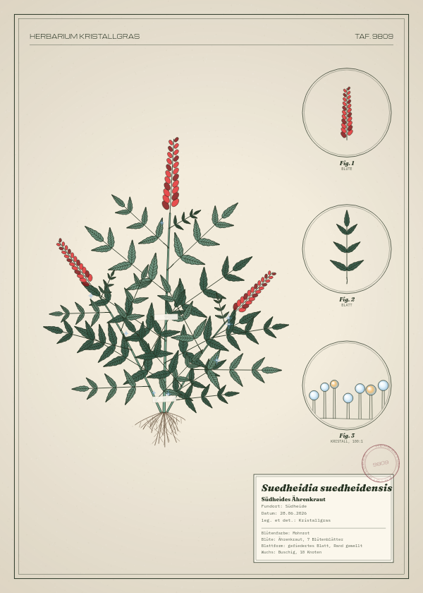 Botanische Tafel: Suedheidia suedheidensis, eine erfundene Pflanze aus Südheide, gezeichnet wie in einem alten Pflanzenatlas