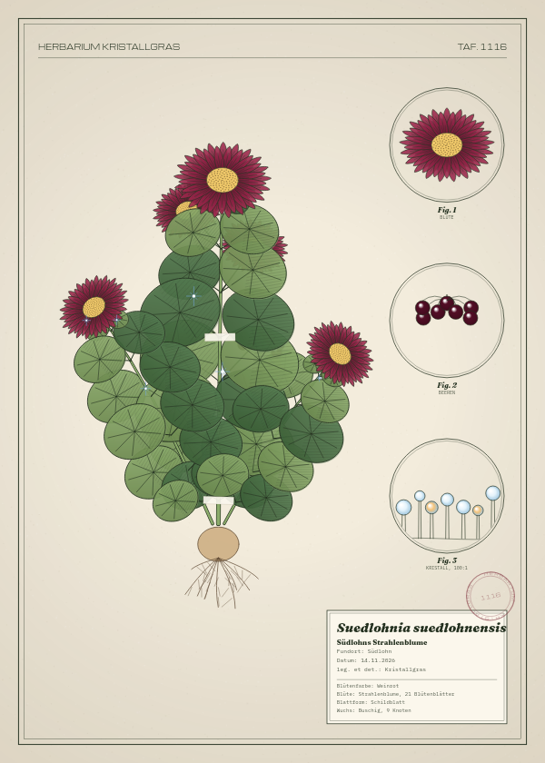 Botanische Tafel: Suedlohnia suedlohnensis, eine erfundene Pflanze aus Südlohn, gezeichnet wie in einem alten Pflanzenatlas