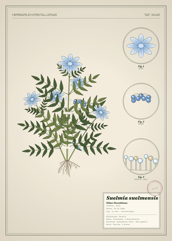 Botanische Tafel: Suelmia suelmensis, eine erfundene Pflanze aus Sülm, gezeichnet wie in einem alten Pflanzenatlas