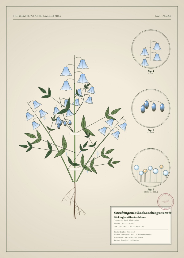 Botanische Tafel: Saeckingenia badsaeckingenensis, eine erfundene Pflanze aus Bad Säckingen, gezeichnet wie in einem alten Pflanzenatlas