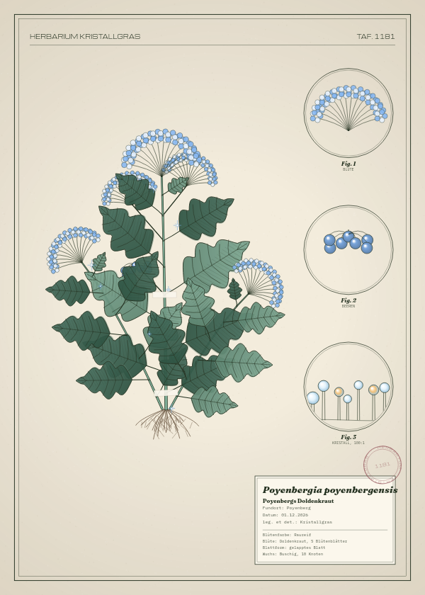 Botanische Tafel: Poyenbergia poyenbergensis, eine erfundene Pflanze aus Poyenberg, gezeichnet wie in einem alten Pflanzenatlas