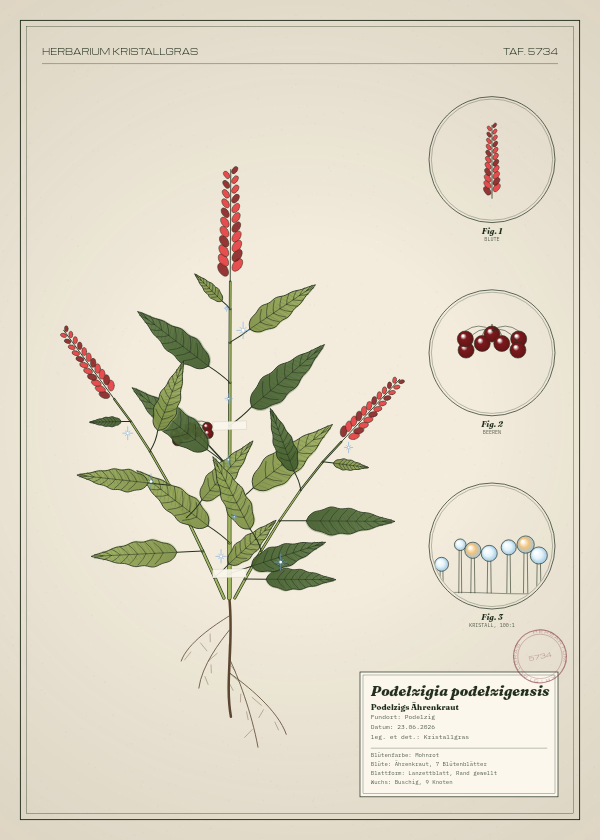 Botanische Tafel: Podelzigia podelzigensis, eine erfundene Pflanze aus Podelzig, gezeichnet wie in einem alten Pflanzenatlas