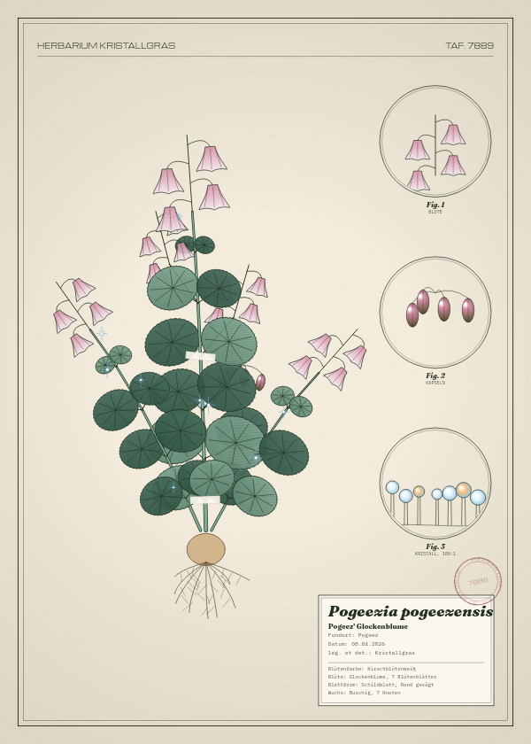 Botanische Tafel: Pogeezia pogeezensis, eine erfundene Pflanze aus Pogeez, gezeichnet wie in einem alten Pflanzenatlas