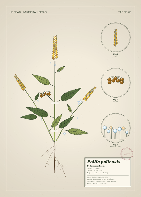 Botanische Tafel: Pollia pollensis, eine erfundene Pflanze aus Polle, gezeichnet wie in einem alten Pflanzenatlas