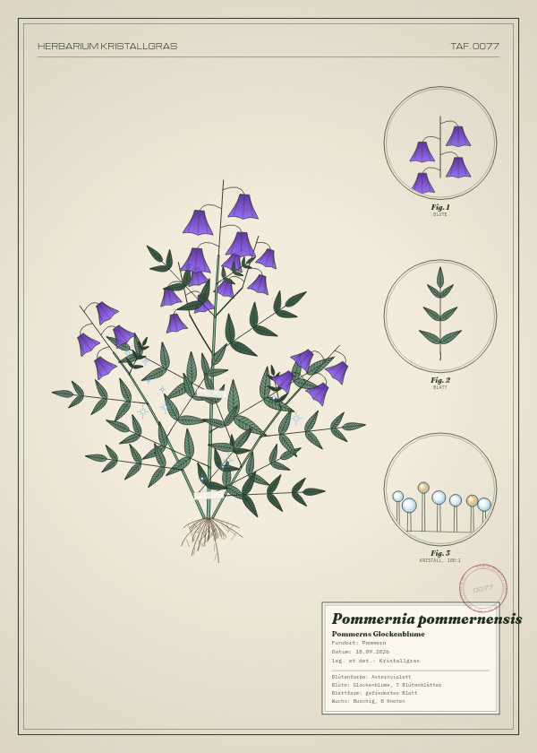 Botanische Tafel: Pommernia pommernensis, eine erfundene Pflanze aus Pommern, gezeichnet wie in einem alten Pflanzenatlas