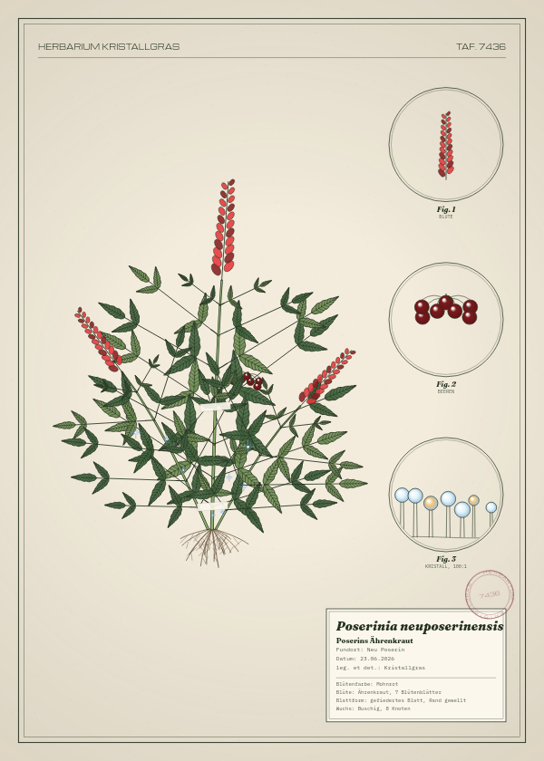 Botanische Tafel: Poserinia neuposerinensis, eine erfundene Pflanze aus Neu Poserin, gezeichnet wie in einem alten Pflanzenatlas