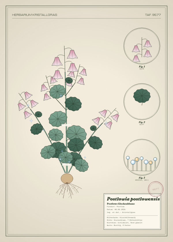 Botanische Tafel: Postlowia postlowensis, eine erfundene Pflanze aus Postlow, gezeichnet wie in einem alten Pflanzenatlas