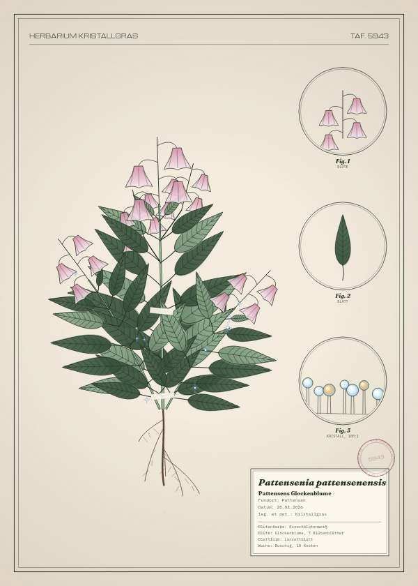 Botanische Tafel: Pattensenia pattensenensis, eine erfundene Pflanze aus Pattensen, gezeichnet wie in einem alten Pflanzenatlas