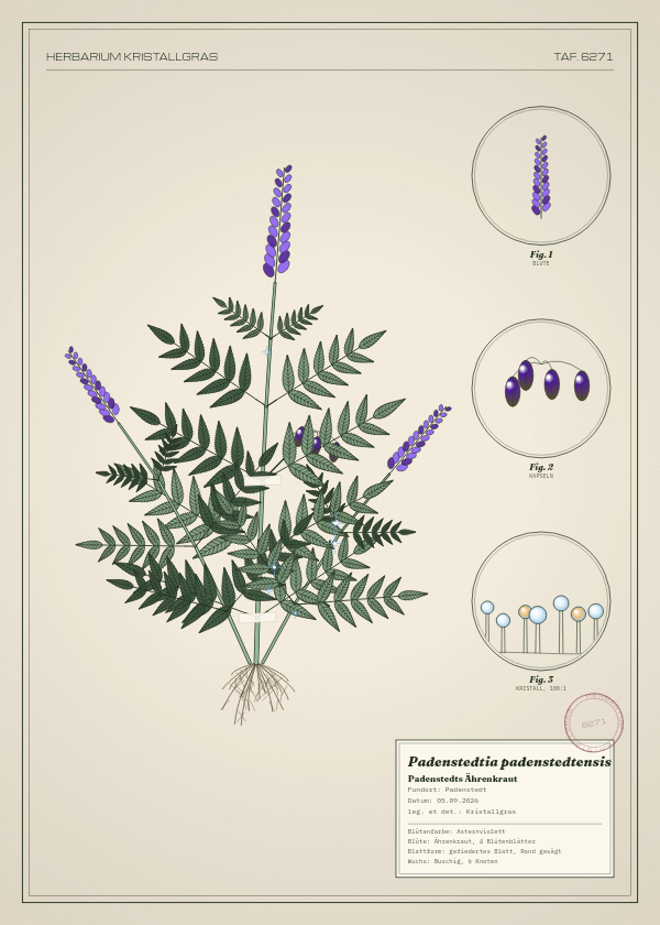 Botanische Tafel: Padenstedtia padenstedtensis, eine erfundene Pflanze aus Padenstedt, gezeichnet wie in einem alten Pflanzenatlas
