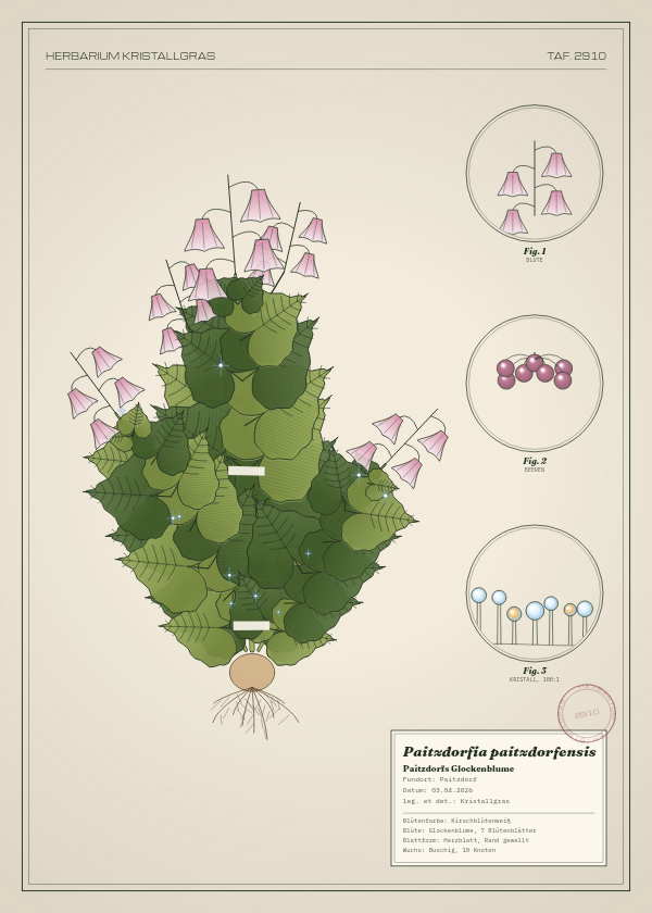 Botanische Tafel: Paitzdorfia paitzdorfensis, eine erfundene Pflanze aus Paitzdorf, gezeichnet wie in einem alten Pflanzenatlas