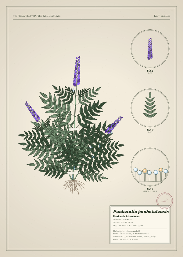 Botanische Tafel: Panketalia panketalensis, eine erfundene Pflanze aus Panketal, gezeichnet wie in einem alten Pflanzenatlas