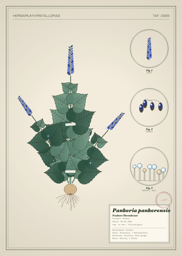 Botanische Tafel: Pankeria pankerensis, eine erfundene Pflanze aus Panker, gezeichnet wie in einem alten Pflanzenatlas