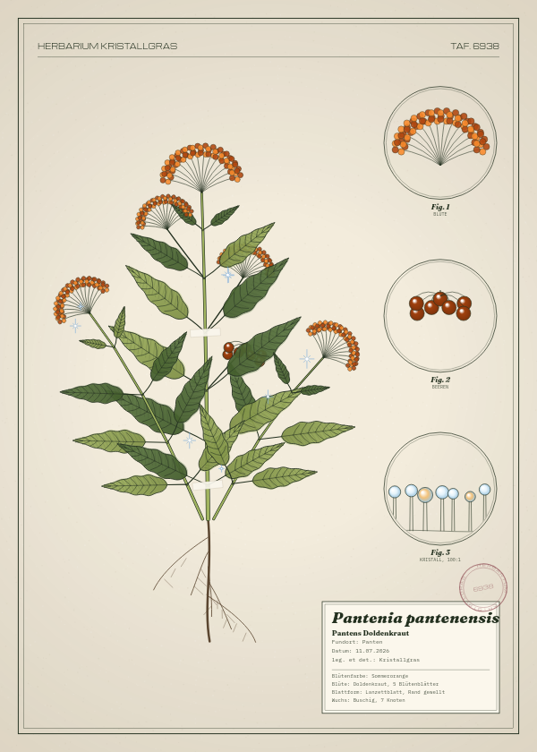 Botanische Tafel: Pantenia pantenensis, eine erfundene Pflanze aus Panten, gezeichnet wie in einem alten Pflanzenatlas