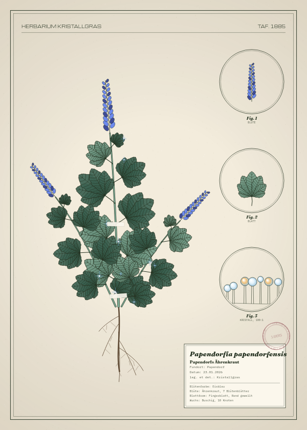 Botanische Tafel: Papendorfia papendorfensis, eine erfundene Pflanze aus Papendorf, gezeichnet wie in einem alten Pflanzenatlas