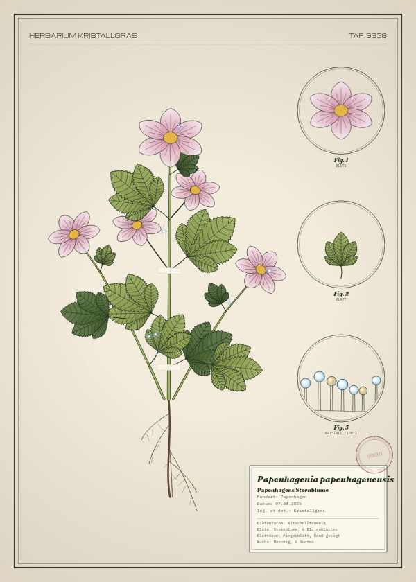 Botanische Tafel: Papenhagenia papenhagenensis, eine erfundene Pflanze aus Papenhagen, gezeichnet wie in einem alten Pflanzenatlas