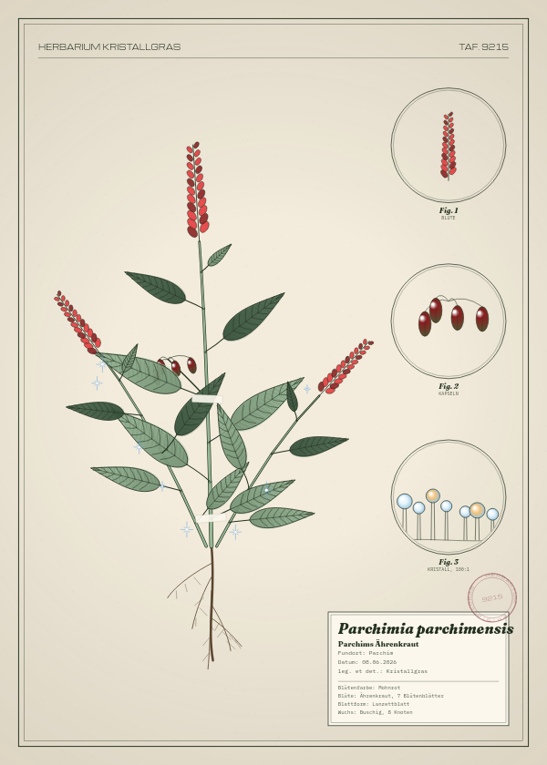 Botanische Tafel: Parchimia parchimensis, eine erfundene Pflanze aus Parchim, gezeichnet wie in einem alten Pflanzenatlas