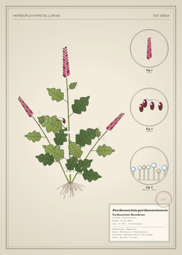 Botanische Tafel: Parthensteinia parthensteinensis, eine erfundene Pflanze aus Parthenstein, gezeichnet wie in einem alten Pflanzenatlas